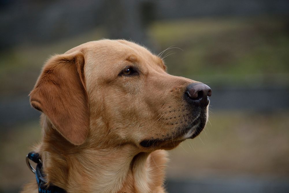 Free Labrador image, public domain pet CC0 photo.