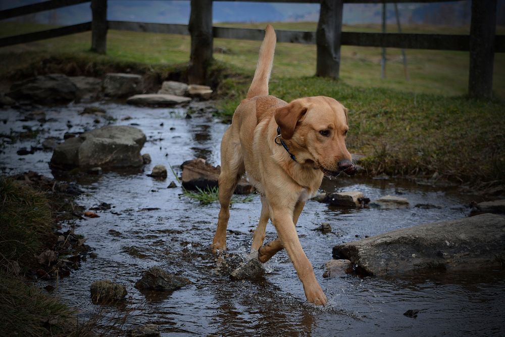 Free Labrador image, public domain pet CC0 photo.