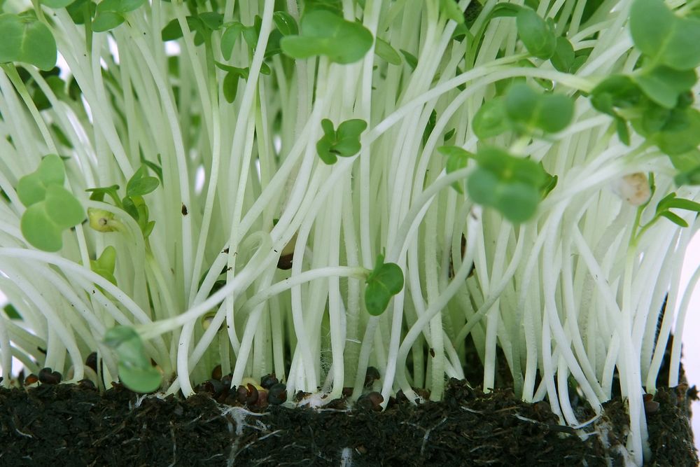 Free broccoli sprouts planting photo, public domain vegetable CC0 image.