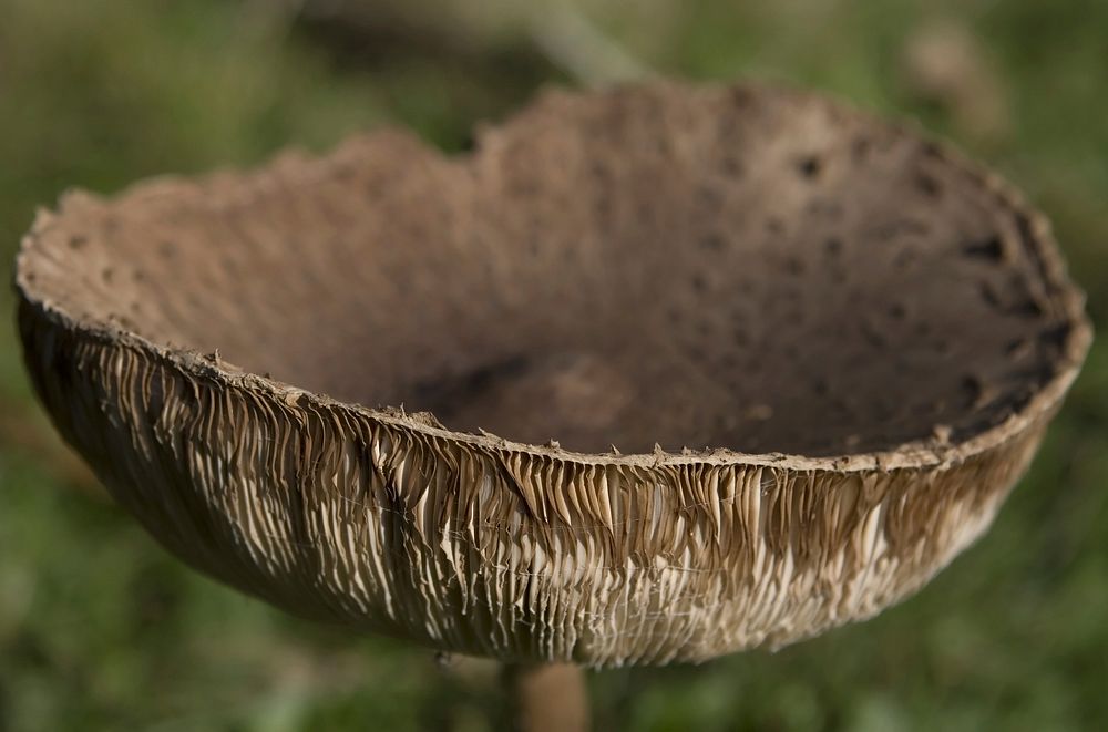 Free mushroom photo, public domain plant CC0 image.