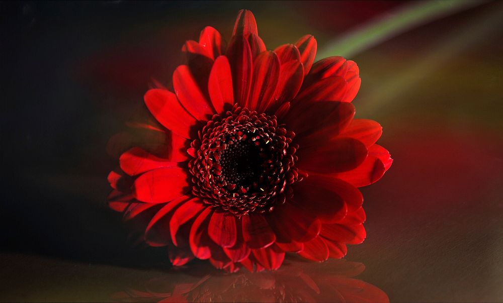 Free red daisy image, public domain flower CC0 photo.