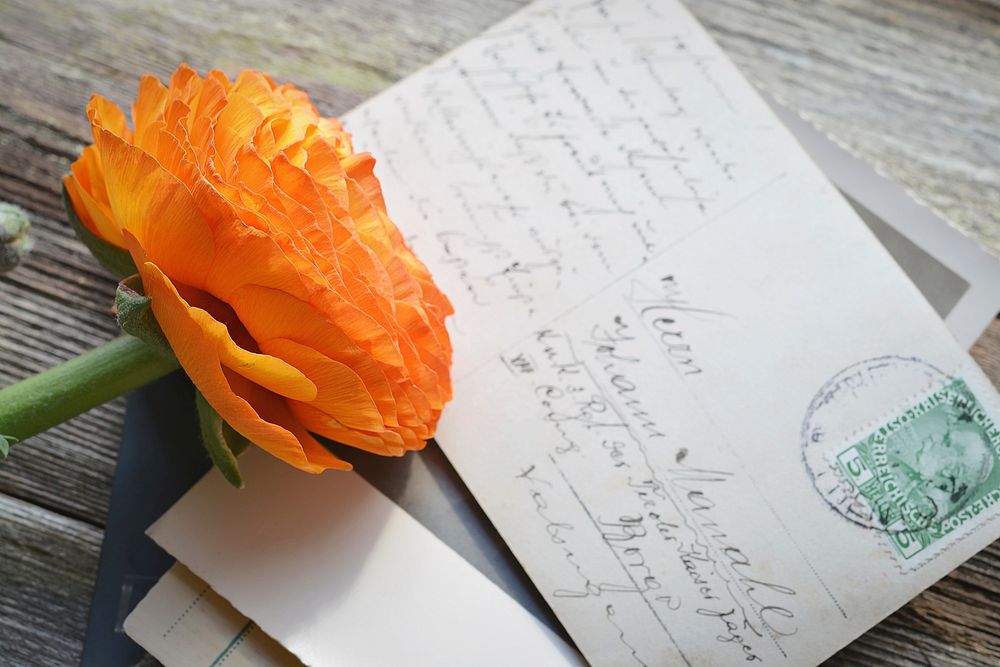 Free ranunculus and postcard image, public domain flower CC0 photo.