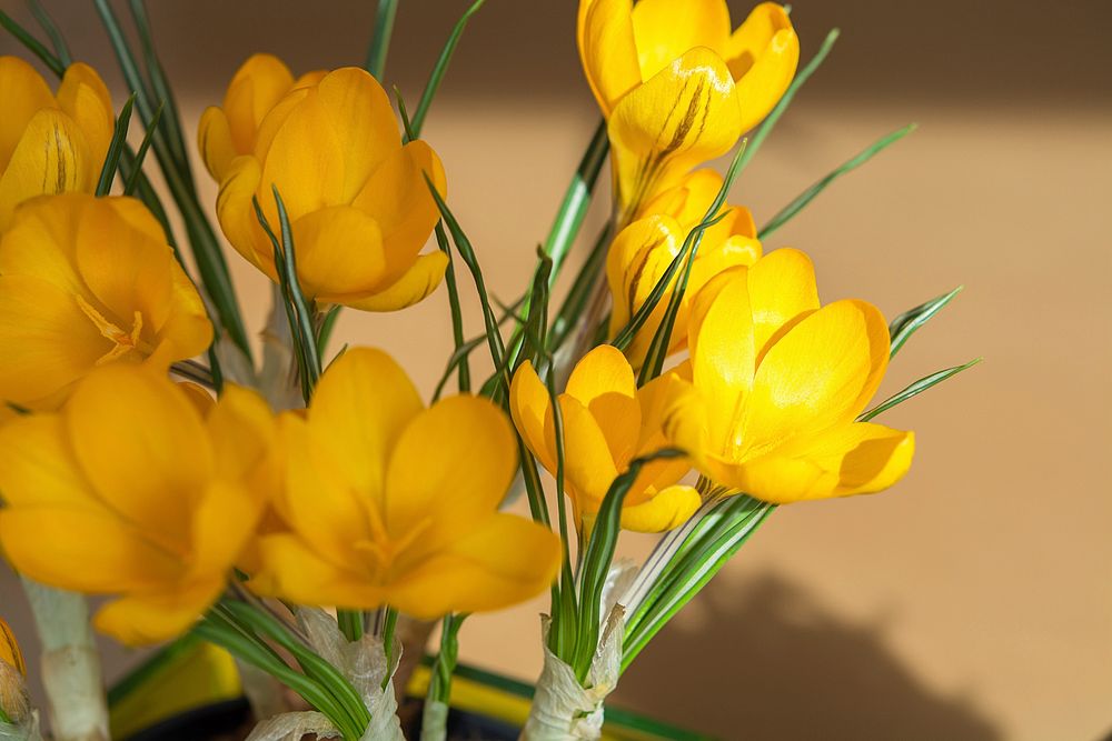 Free yellow crocus background image, public domain spring CC0 photo.