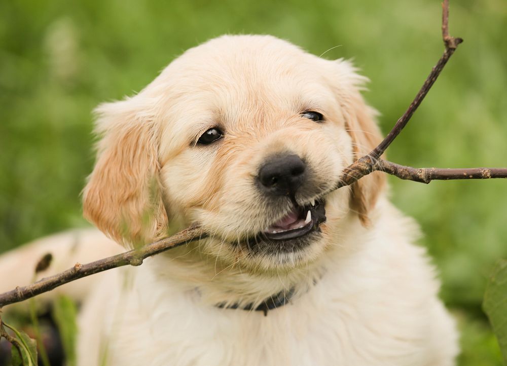 Free Golden Retriever image, public domain pet CC0 photo.