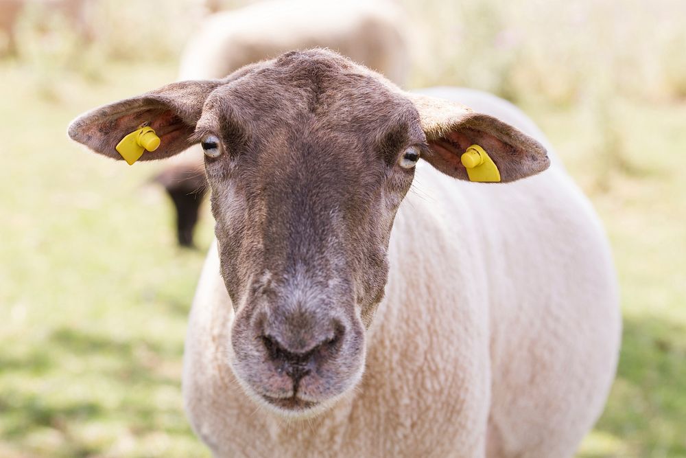 Free sheep image, public domain animal CC0 photo.