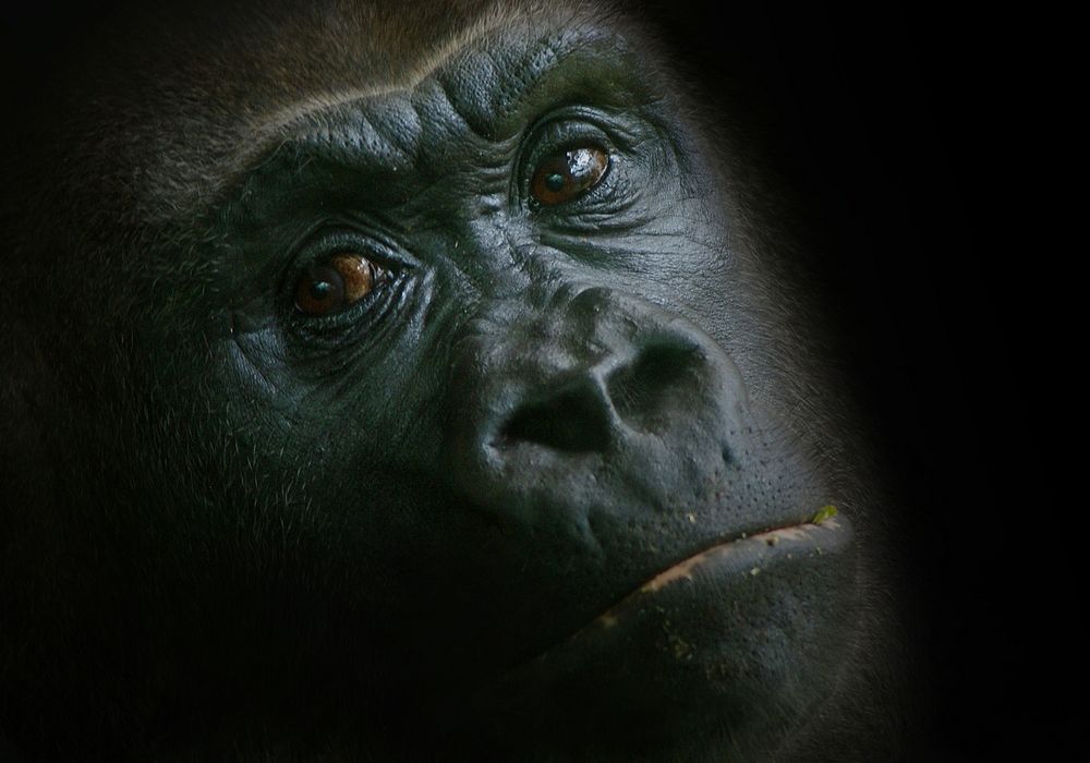 Free gorilla closeup image, public domain animal CC0 photo.