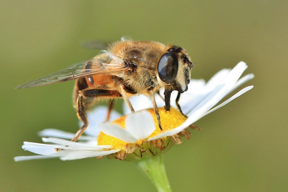 Free close up bee on flower image, public domain animal CC0 photo.