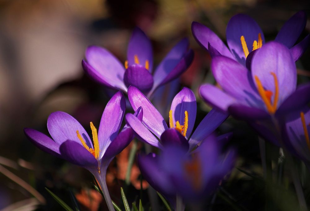 Free crocus image, public domain flower CC0 photo.