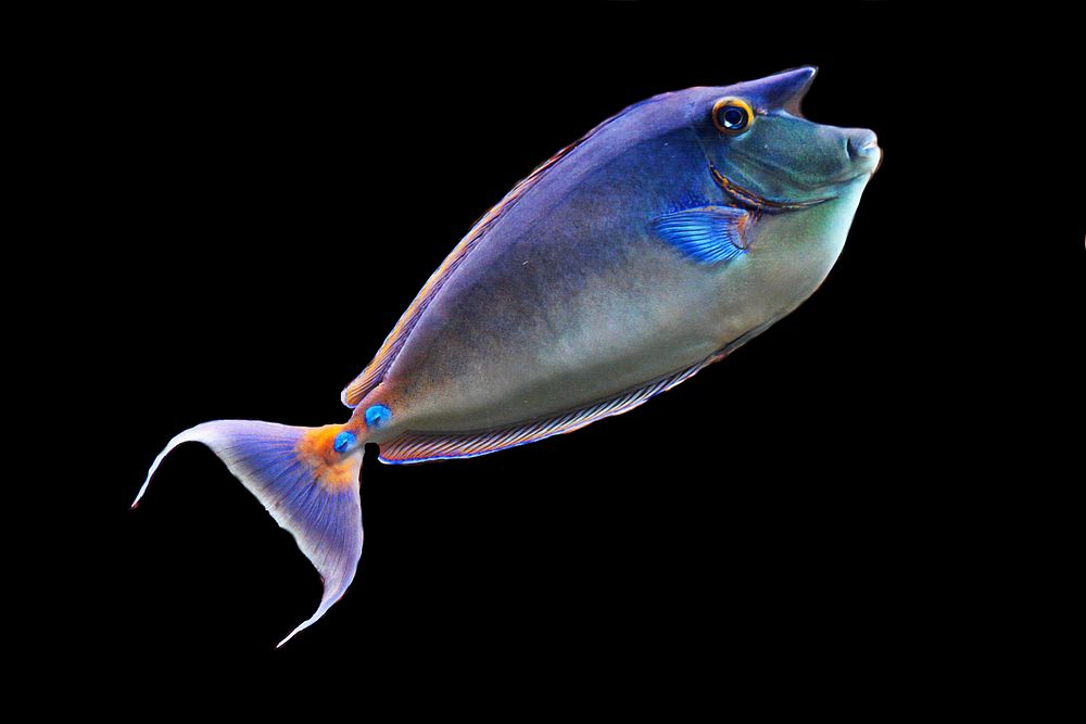 Free exotic fish image, public domain animal CC0 photo.