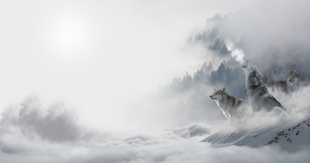 Free winter wolf image, public domain animal CC0 photo.
