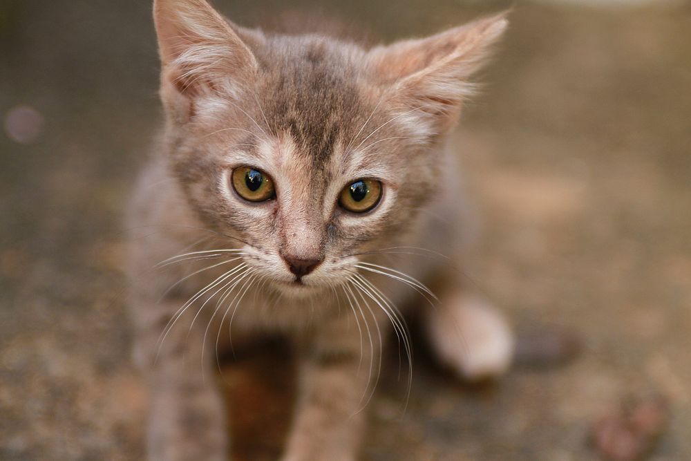 Free british shorthair kitten image, public domain CC0 photo.