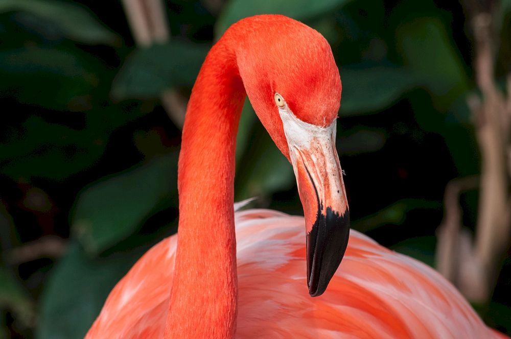 Free flamingo head close up photo, public domain animal CC0 image.