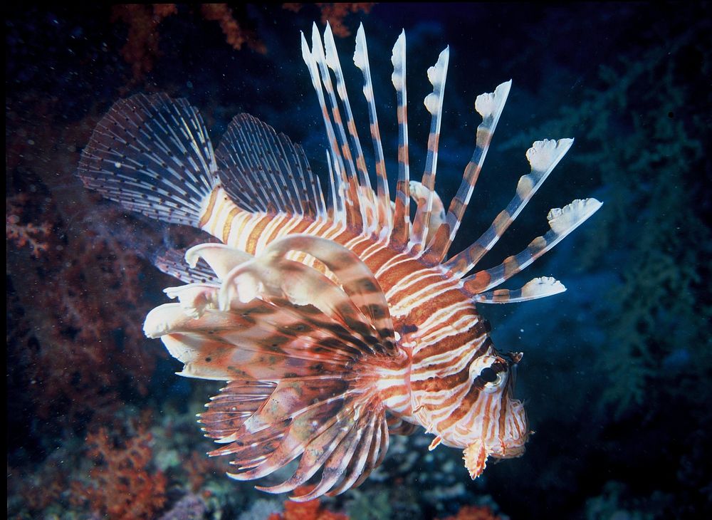 Free lionfish image, public domain animal CC0 photo.