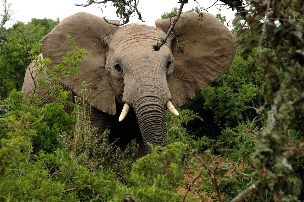 Free elephant image, public domain wild animal CC0 photo.