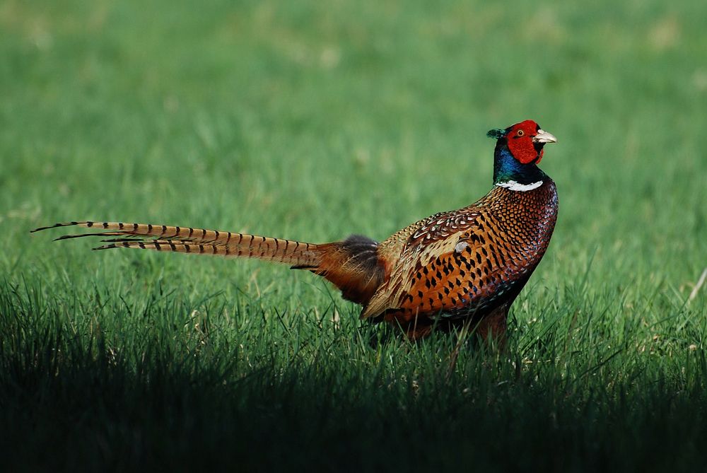 Free close up pheasant on the grass image, public domain animal CC0 photo.
