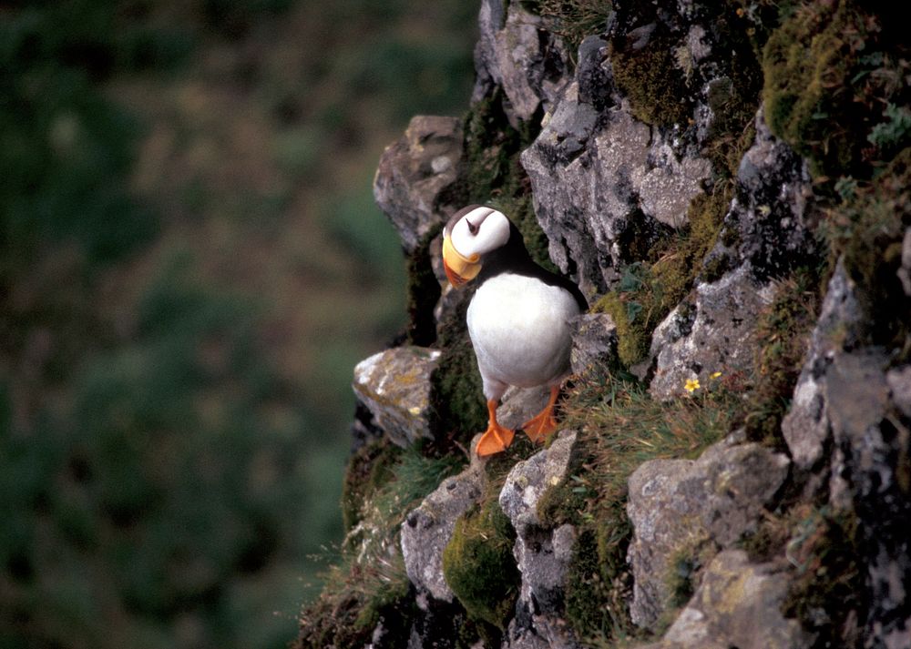 Free close up puffin on the rock image, public domain animal CC0 photo.