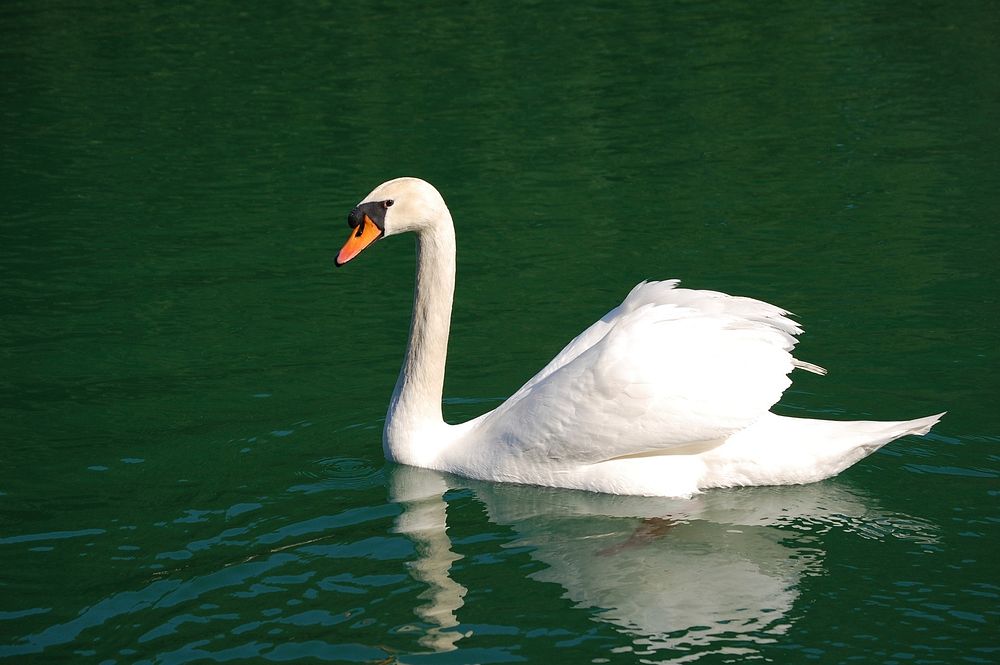 Free mute swan on water image, public domain animal CC0 photo.