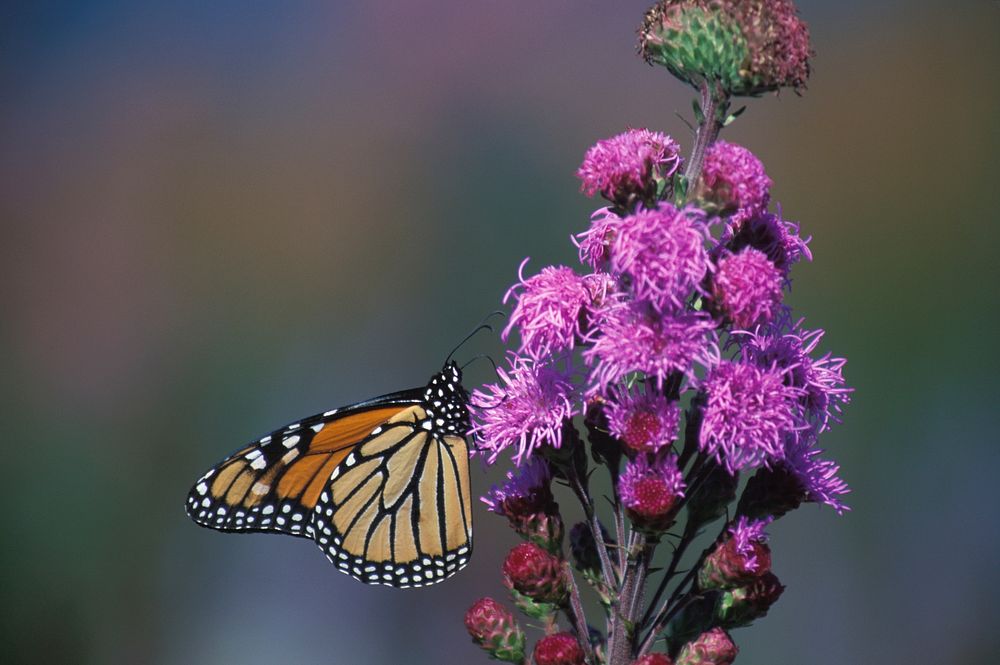 Free monarch butterfly image, public domain animal CC0 photo.