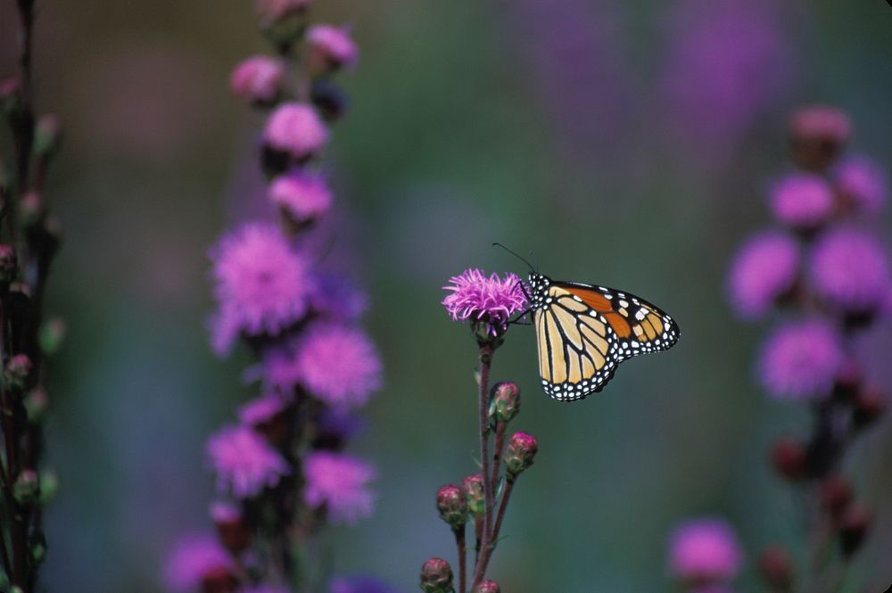 Free pink flower background image, public domain spring CC0 photo.