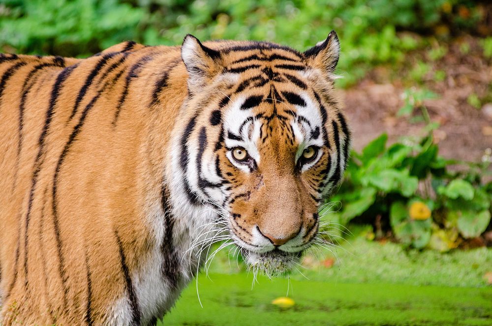 Free Bengal tiger image, public domain wild animal CC0 photo.