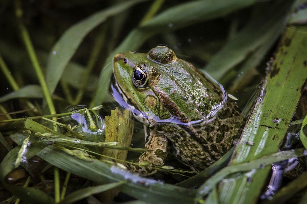 Free toast image, public domain amphibian CC0 photo.