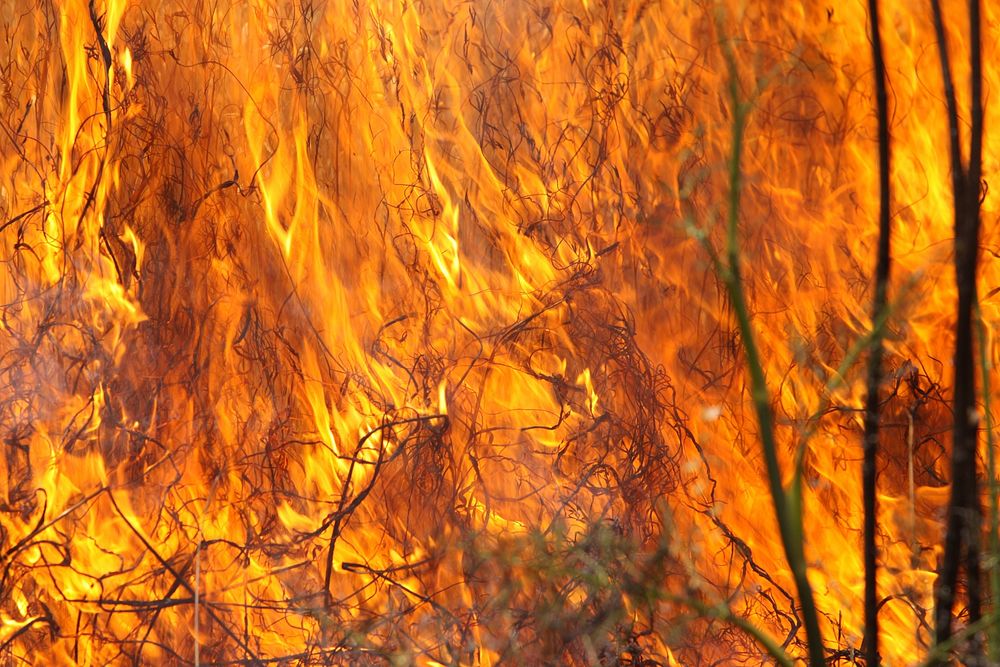 Free trees in forest on fire photo, public domain nature CC0 image.