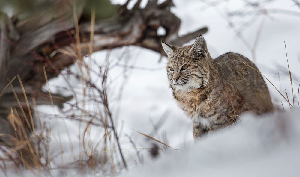 Free cute lynx in the snow image, public domain CC0 photo.
