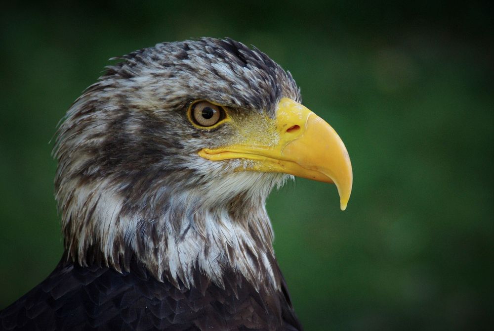 Free close up eagle with yellow bald image, public domain animal CC0 photo.