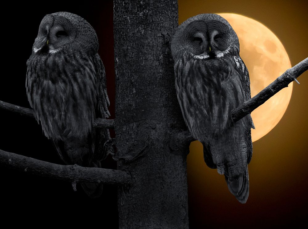 Free couple black owls with moon background image, public domain animal CC0 photo.
