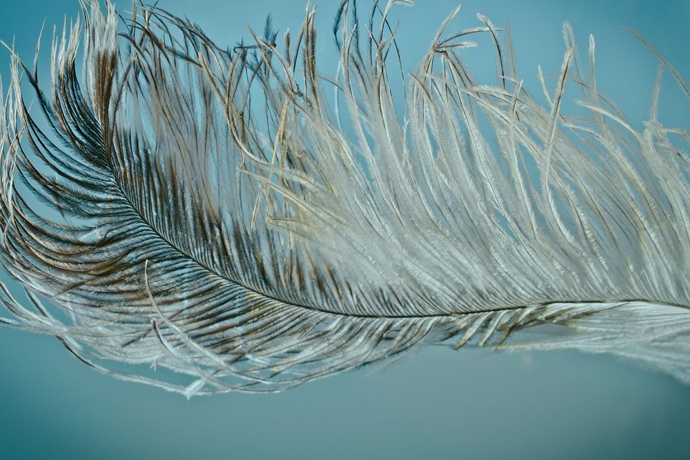 Free aesthetic feather closeup image, public domain avian CC0 photo.