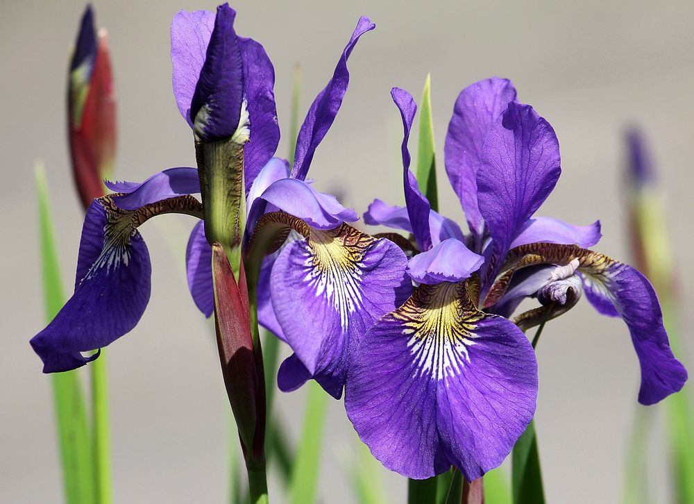 Free iris image, public domain flower CC0 photo.