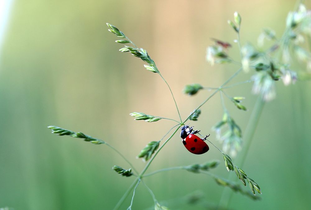 Free ladybug climbing on a green plant photo, public domain animal CC0 image.