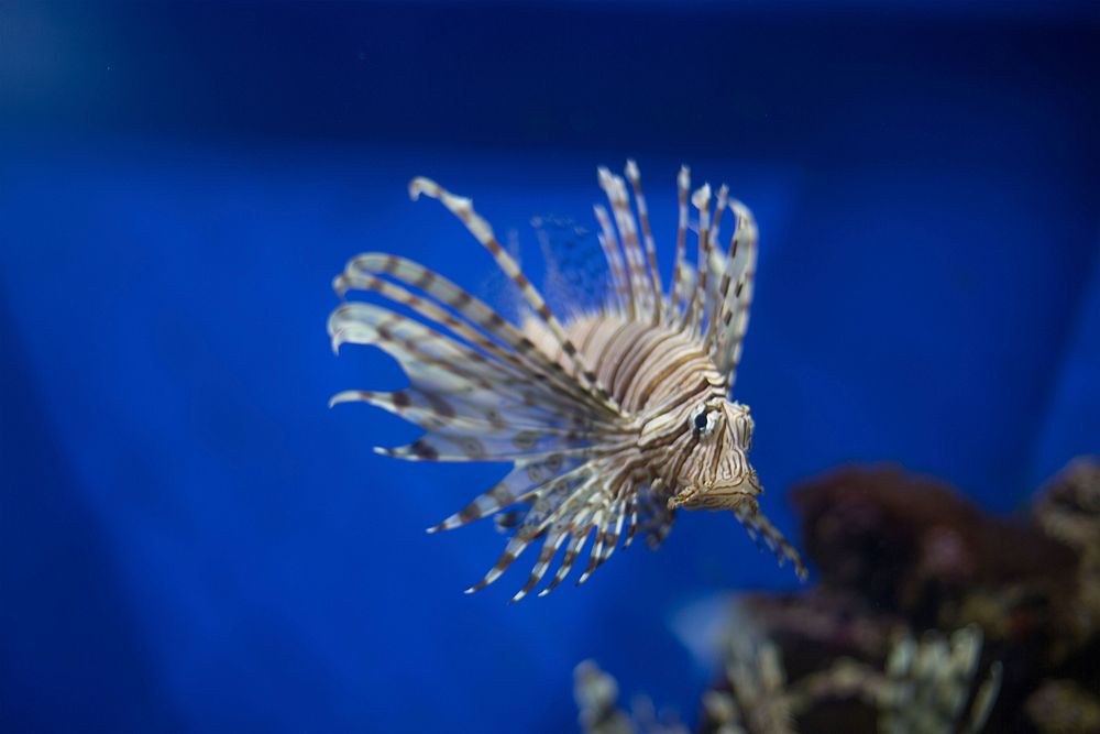 Free lionfish image, public domain animal CC0 photo.