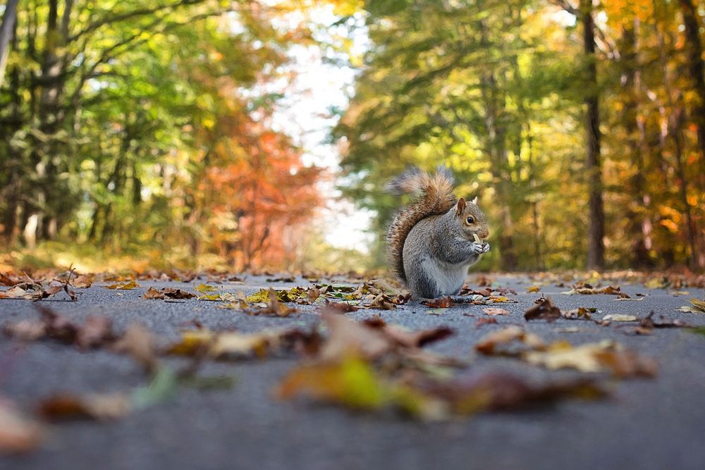 Free squirrel on road image, public domain animal CC0 photo.