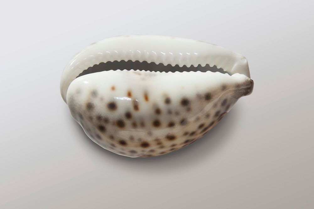 Free clam isolated image, public domain sea life CC0 photo.