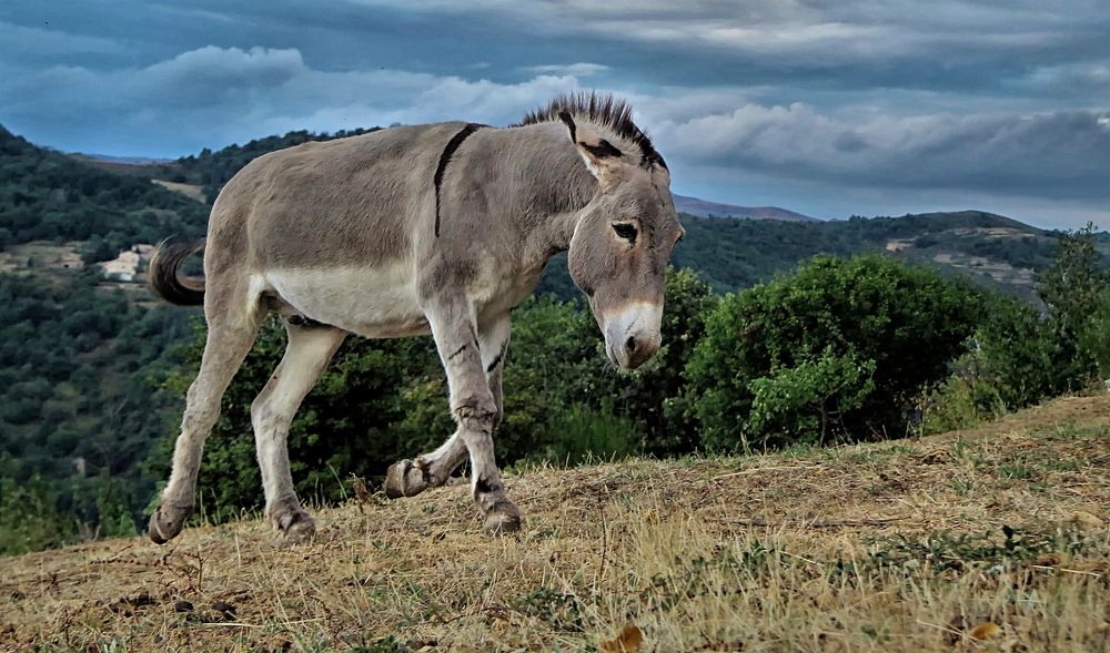 Free donkey on prairie mountain photo, public domain animal CC0 image.
