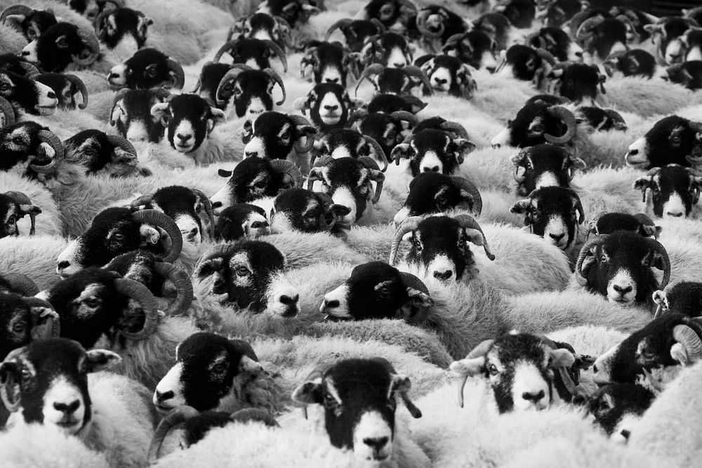 Free sheep herd image, public domain animal CC0 photo.