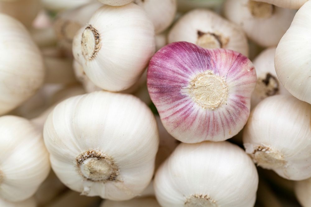 Free garlic purple glazer background image, public domain vegetables CC0 photo.