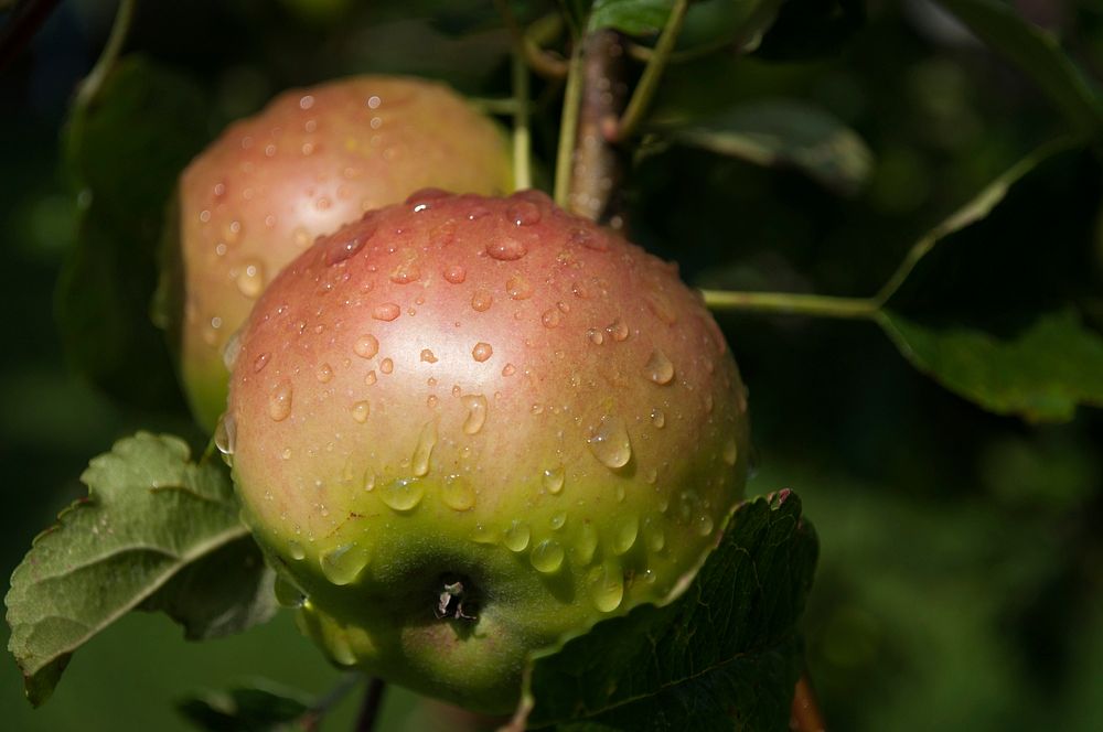 Free apple image, public domain fruit CC0 photo.