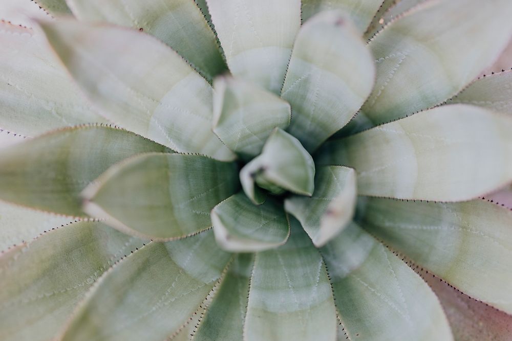 Close up of a succulent in a desert