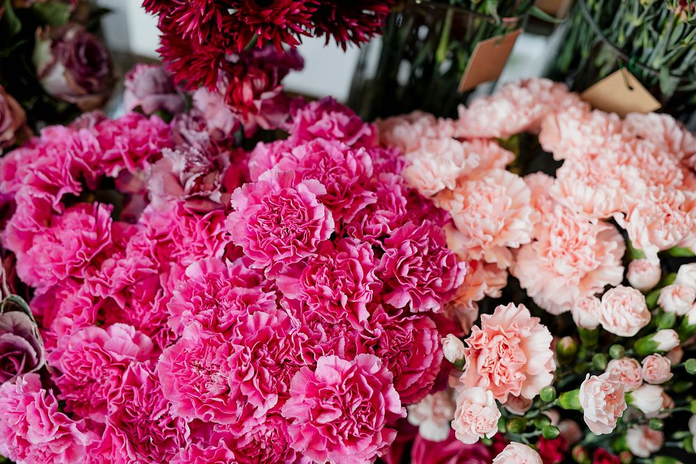 Pink and peach carnations flower | Premium Photo - rawpixel