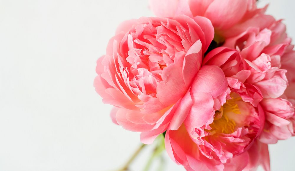 Pink peony on a white background