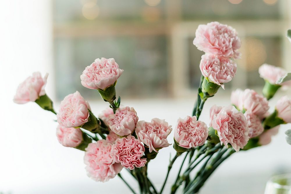 Beautiful blooming pink carnation in a vase