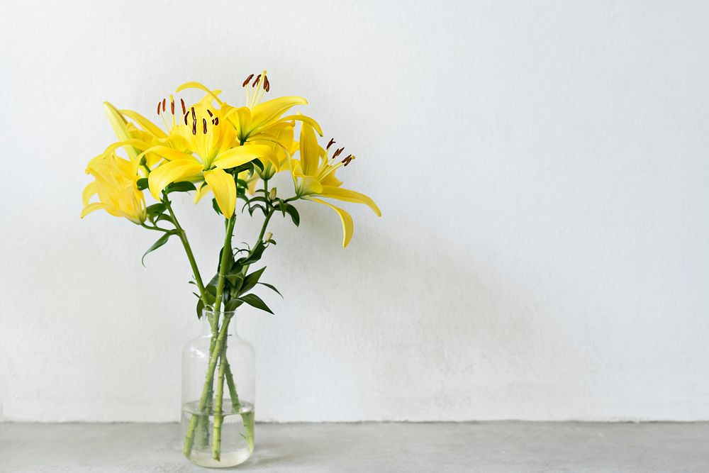 Asiatic lily in a vase by the wall