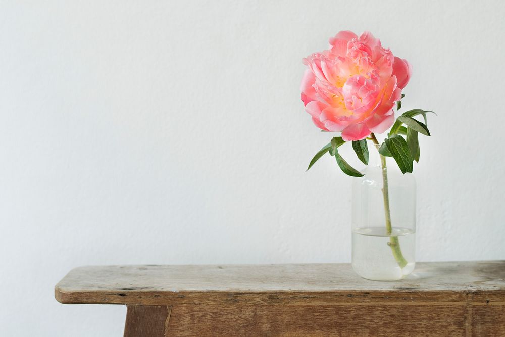 Pink peony in a vase by the wall