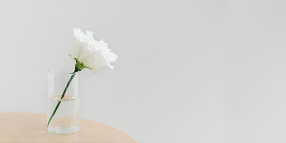 White peony in a cleared vase