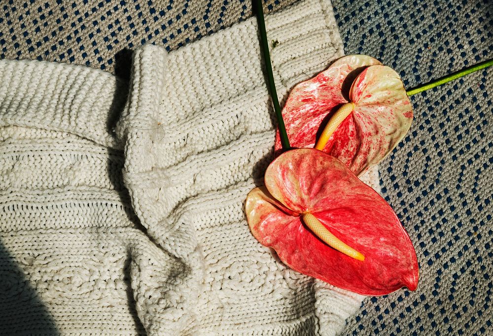 Red anthuriums with a beige knitted sweater flatlay