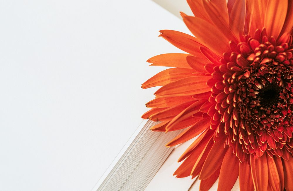 Orange gerbera daisy with blank white papers template