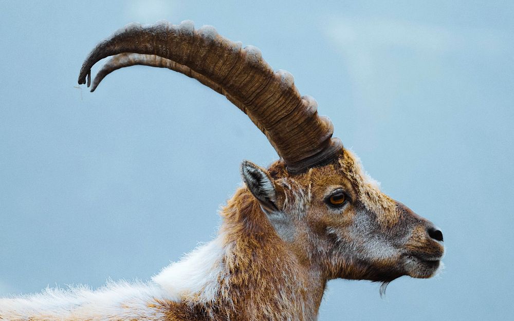 Alpine ibex in the French Alps