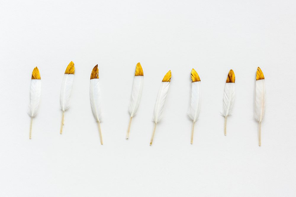 Golden white feathers on a white background collection